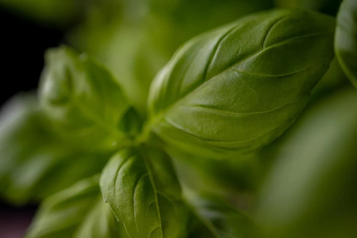 Molho Pesto Caseiro: Sabor Auténtico en tu Plato