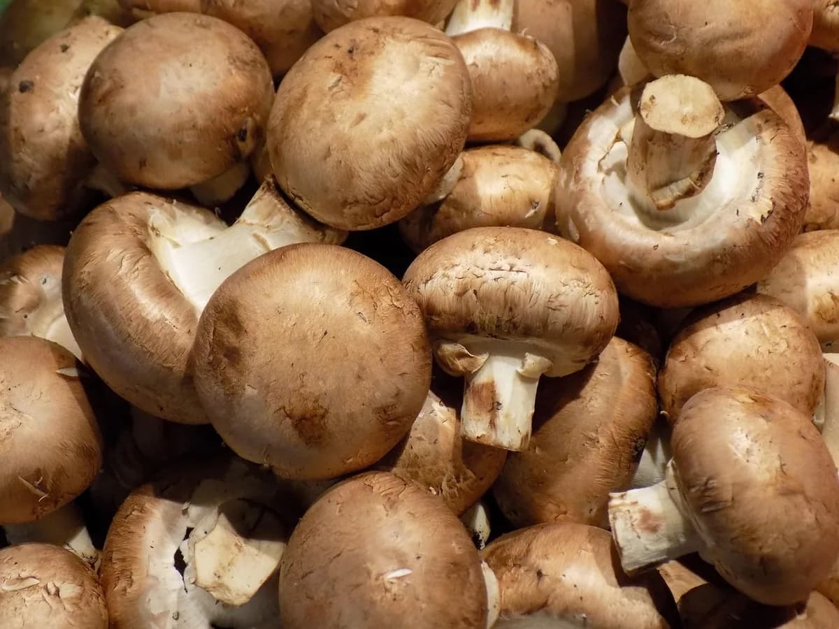 Deliciosos Champignons Recheados com Queijo e Ervas