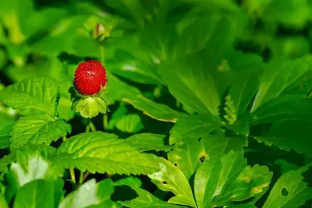 O Smoothie de Morango da Erewhon Feito em Casa